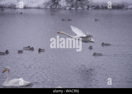 Swan vola sopra il lago. "Lebedinyj' Swan Riserva Naturale, 'Svetloye' lago, Urozhaynoye Village, Sovetsky District, Altai regione, Russia Foto Stock
