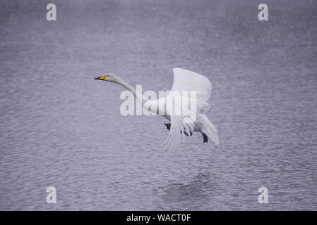 Swan vola sopra il lago. "Lebedinyj' Swan Riserva Naturale, 'Svetloye' lago, Urozhaynoye Village, Sovetsky District, Altai regione, Russia Foto Stock