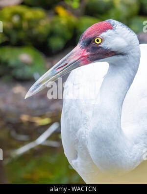 Close up di un adulto gru convulsa Foto Stock