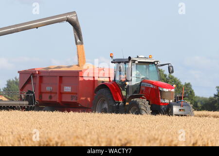 Un rosso Massey Ferguson trattore 7624 il raccolto di un campo di grano in Swillington vicino a Leeds, West Yorkshire Foto Stock