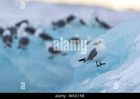 Un gabbiano si siede su un pezzo di ghiaccio, altri uccelli in background Foto Stock