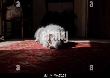 La posa del cane sul pavimento guardando la telecamera in una casa Foto Stock