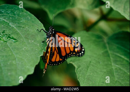 Primo piano splendida farfalla monarca seduto sulla pianta verde sulla natura sfondo in Tenerife Foto Stock