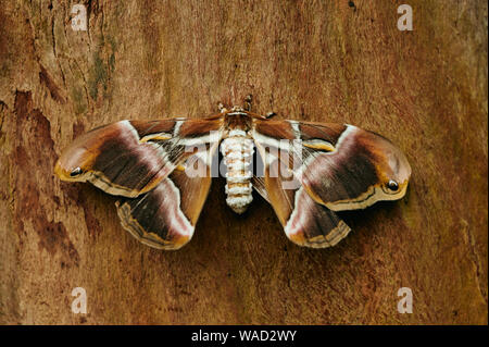 Closeup esotiche Eri silkmoth seduto su sfondo di legno in Tenerife Foto Stock