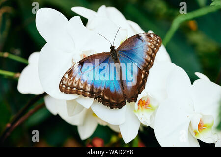 Closeup Blu selvaggio morfo farfalla posata su white orchid fiore in Tenerife su sfocata sullo sfondo della natura Foto Stock