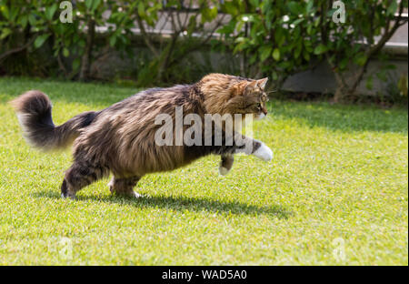 Bellissimo gatto Siberiano in un giardino, giocando sull'erba verde Foto Stock
