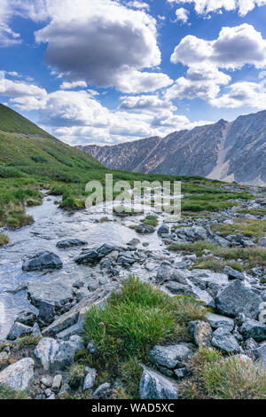 Prato alpino e flusso sulla strada fino a Gray's Peak, Colorado Foto Stock