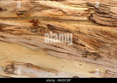 Eucalipto di corteccia di albero sul tronco. Texture Detail close up Foto Stock