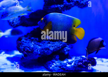 Bel gruppo di pesci di mare catturati dalla fotocamera sotto l'acqua sotto blu scuro sfondo naturale dell'oceano o acquario. Underwater pesci colorati Foto Stock