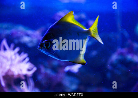 Bel gruppo di pesci di mare catturati dalla fotocamera sotto l'acqua sotto blu scuro sfondo naturale dell'oceano o acquario. Underwater pesci colorati Foto Stock