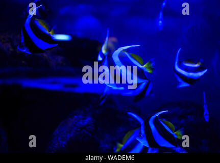 Bel gruppo di pesci di mare catturati dalla fotocamera sotto l'acqua sotto blu scuro sfondo naturale dell'oceano o acquario. Underwater pesci colorati Foto Stock