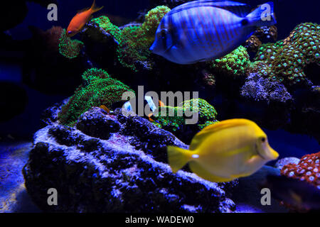 Bel gruppo di pesci di mare catturati dalla fotocamera sotto l'acqua sotto blu scuro sfondo naturale dell'oceano o acquario. Underwater pesci colorati Foto Stock