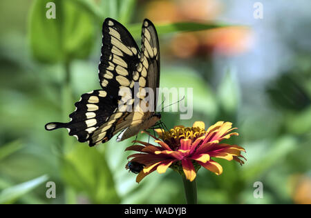 Primo piano della coda di rondine gigante farfalla ( Papilio cresphontes) sorseggiando il nettare da Zinnia fiore. Foto Stock