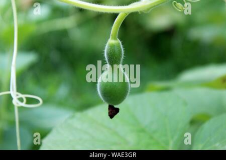 Un piccolo Biberon Gourd pende dal vitigno Foto Stock