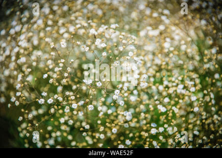 Close up gypsophilia fiori, natura astratta sfondo. Foto Stock