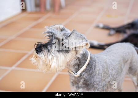 Ritratto di una miniatura schnauzer a casa Foto Stock