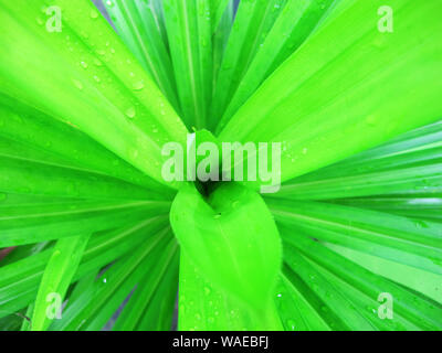 Green pandan foglie. Viste dall'alto Foto Stock