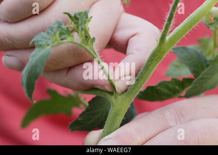 Solanum lycopersicum 'Sweet milioni di euro". Pizzicare allargando le dita germogli laterali (Lateral) su un cordone di piante di pomodoro a mano. Modulo Gas Anestetici Foto Stock