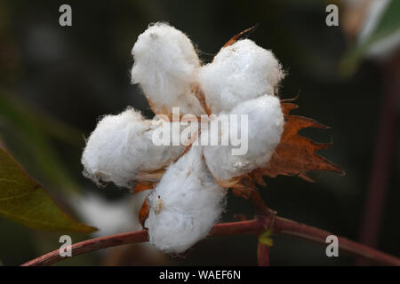 Cotone con rugiada di mattina Foto Stock