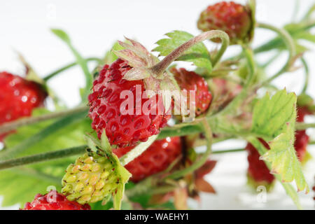 Ripe rosso real wild forest fragole frutti giacciono sul tavolo bianco outdoor macro. Disco ombre dalla luce del sole e poco profonda arte focus Foto Stock