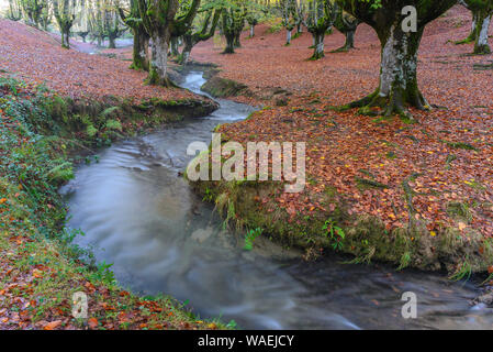 Otzarreta foresta di faggio in autunno, Gorbea Parco Naturale, Vizcaya, Spagna Foto Stock