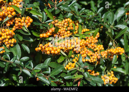 Pyracantha coccinea, la Scarlet firethorn bacche sul giorno di estate Foto Stock