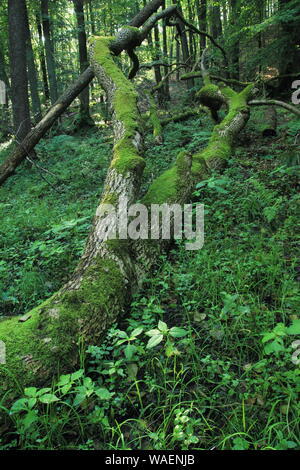 Caduto e rotture di tronco di albero coperte di muschio, Cisowa Riserva Naturale, Gdynia, Polonia Foto Stock