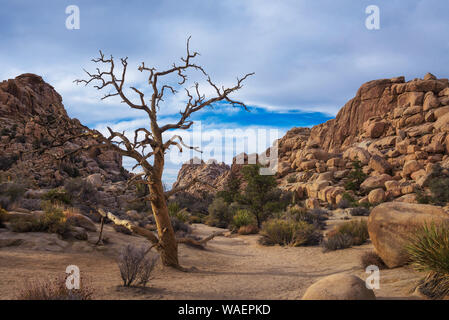 Desert Trail a Joshua Tree National Park, Foto Stock