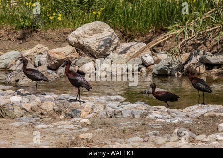 Ibis lucido, Plegadis falcinellus, sulla migrazione a molla in direzione nord su Riverside, Creta. Foto Stock