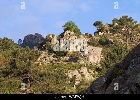 Montagne nella Valle della Restonica Corsica Francia Maggio 2016 Foto Stock