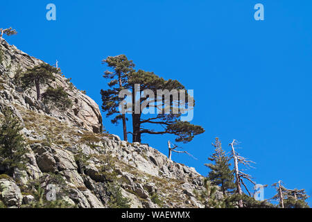 Le montagne e i pini corsi Pinus nigra laricio in Valle della Restonica vicino a Corte Corsica Francia Maggio 2016 Foto Stock