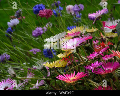 Sostenuta da cornflowers, una patch di Mesembryanthemum potrete crogiolarvi al sole nel Nidderdale smallholding giardino amatoriale a 900m. 04/08/2019 Foto Stock