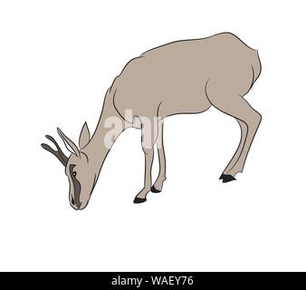 Illustrazione Vettoriale gazelle colore per il disegno, il vettore, sfondo bianco Illustrazione Vettoriale