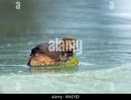 Tuffetto Tachybaptus ruficollis, Parco Nazionale di Keoladeo, Bharatpur Rajasthan, India. Foto Stock