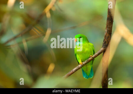 Primaverile parrocchetto appeso sul ramo, Loriculus vernalis, Dandeli, Karnataka, India. Foto Stock