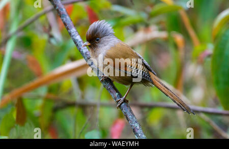 Rusty fronteggiata barwing, Actinodura egertoni, Mishmi hills, India. Foto Stock