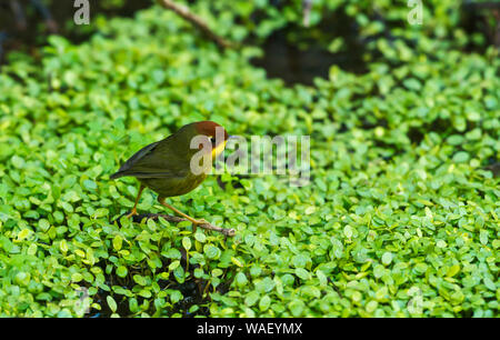 Testa di castagno tesia, Cettia castaneocoronata, Sattal, distretto di Nainital in Uttarakhand, India. Foto Stock