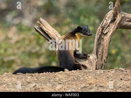 Giallo throated martin, Martes flavigula a Sattal in India Foto Stock