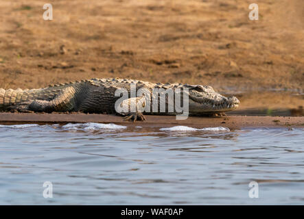 Mugger coccodrillo, Crocodylus palustris crogiolarsi sulle rive del fiume Chambal nel Rajasthan, India Foto Stock