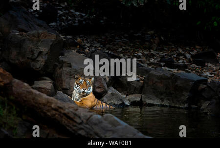 Tigre, Panthera tigris il raffreddamento in waterhole a Ranthambhore, Rajasthan, India Foto Stock