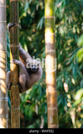 Femmina Gibbon Hoolock a Tinsukia in Assam, India Foto Stock