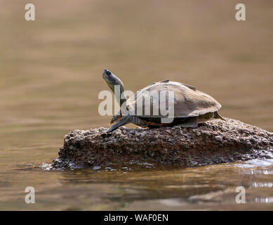 Turtle crogiolarsi sulle rive del fiume Chambal nel Rajasthan, India Foto Stock