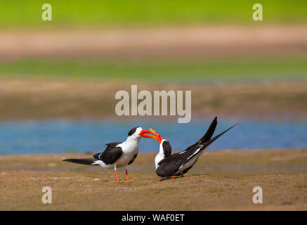 Gli skimmer corteggiamento, Terna-come uccelli dalla famiglia Laridae, fiume Chambal, Rajasthan, India Foto Stock