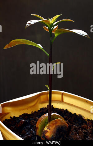 Foto di un albero di avocado germoglio di un seme di avocado Foto Stock