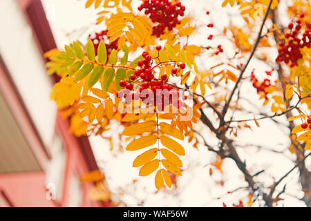 Rosso grappolo maturo di rowan con verde rowan le foglie in autunno. autunnale colorata di rosso rowan filiale. mazzetto di orange ashberry. beautiul giardino. ricca harbest nella stagione autunnale. Foto Stock