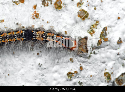 La fotografia macro di Caterpillar pelose sul pavimento Foto Stock