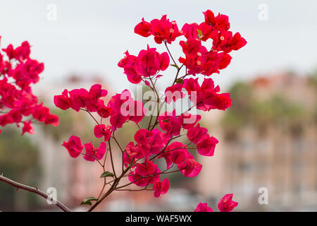 Fiore in fiore sulle Isole Canarie di Tenerife. Questa bella rossa di bougainvillea contrasta contro il paesaggio marrone. Foto Stock