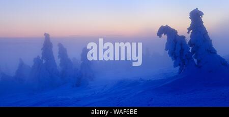 Panorama, davanti all'alba sul Brocken in inverno, dawn, nebbia, neve-coperta crooked abeti rossi (Picea abies), il Parco Nazionale di Harz, Sassonia-Anhalt Foto Stock