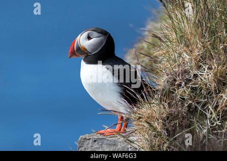 Puffin (Fratercula arctica), in piedi sulle rocce, le scogliere degli uccelli Latrabjard, Westfjords, Islanda Foto Stock