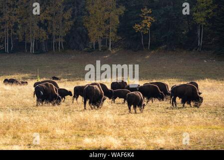 Allevamento di Beefalos o Cattalos su un pascolo, attraversamento di bisonti americani (Bison bison) e gli animali domestici della specie bovina (Bos taurus), il Parco Nazionale del Grand Canyon Foto Stock